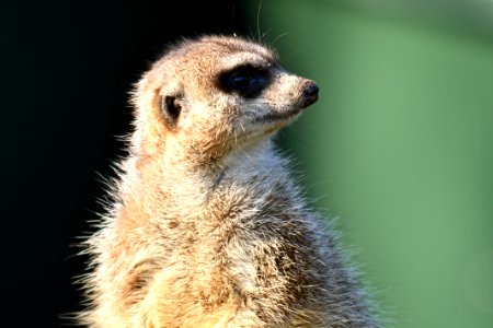 Meerkat photo