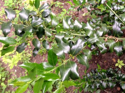 Ilex aquifolium. Leaves
