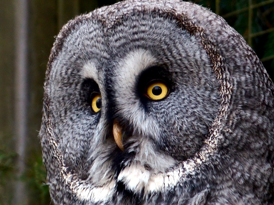 Bartkauz (Strix nebulosa)
