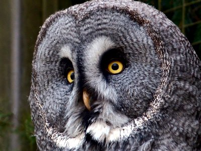 Bartkauz (Strix nebulosa)