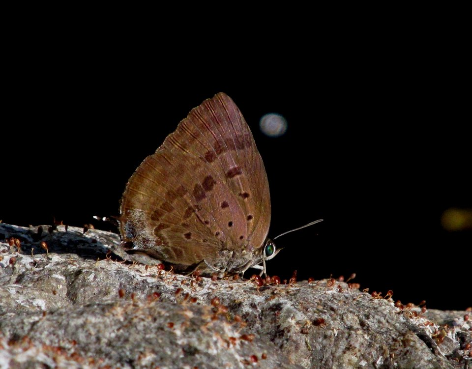 Kanara Oakblue (Rosy Oakblue) - Panchala canaraica Male