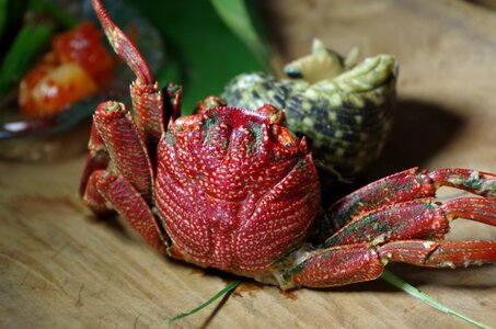 Gourmet crab seafood photo