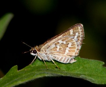 Common Grass Dart Taractrocera maevius photo