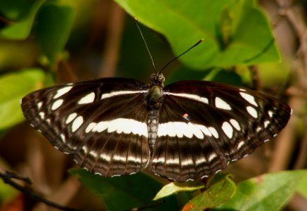 Chestnut Streaked Sailer Neptis Jumbah