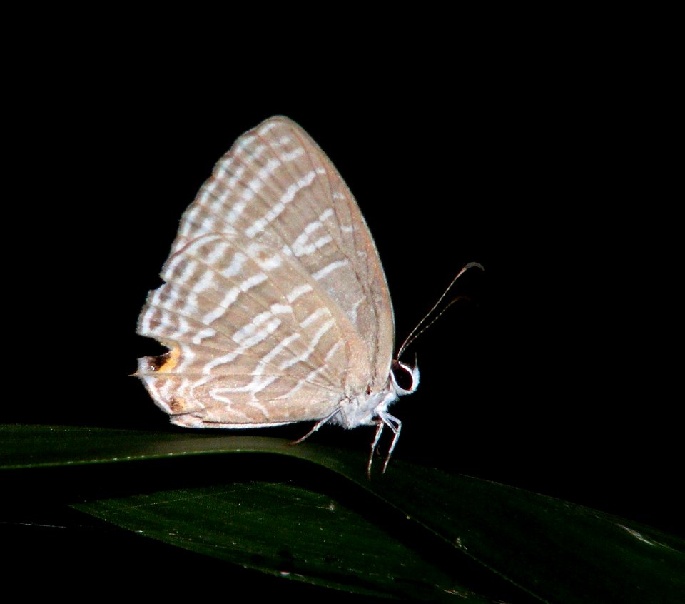 common Cerulean