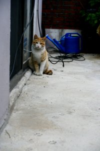 ko-short-cat