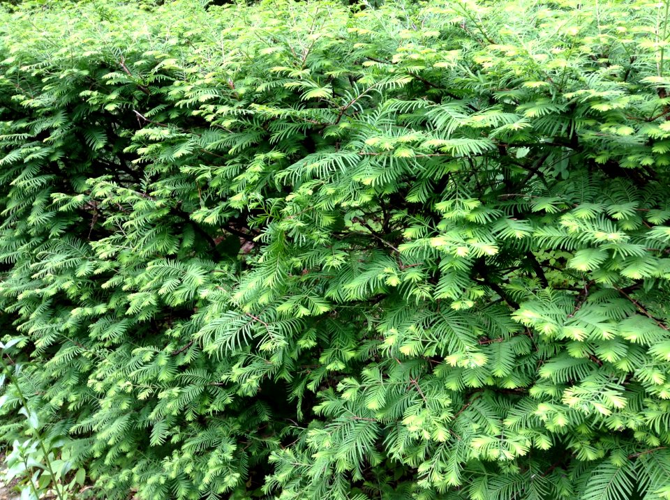 Metasequoia glyptostroboides