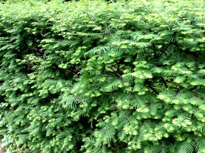 Metasequoia glyptostroboides
