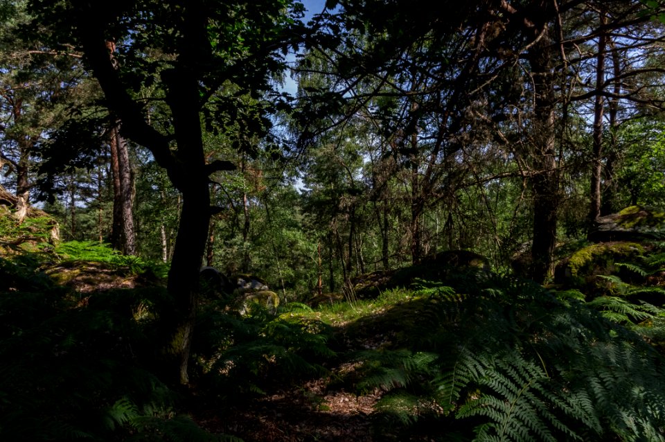 Fontainebleau - 2018/06/16