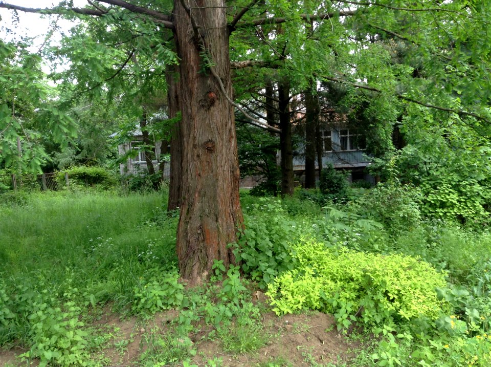 Metasequoia glyptostroboides. Stem