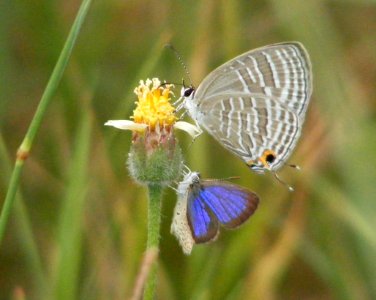 Common Cerulean with Dark Grass Blue Zizeeria karsandra photo