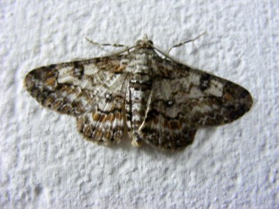 Cleora sp.