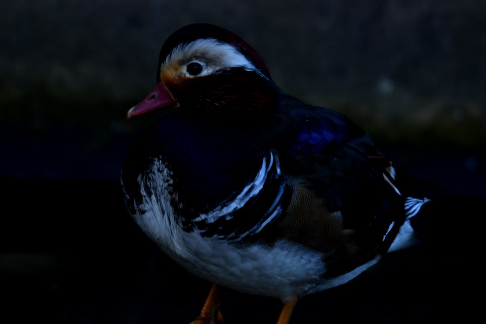 Mandarin Duck