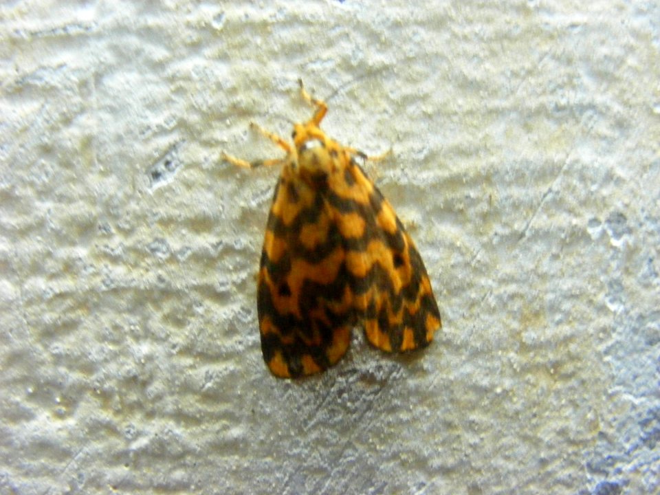 Lyclene sp. Arctiidae, Lithosiinae