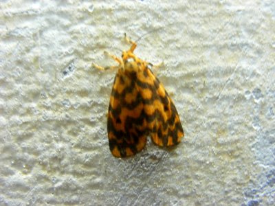 Lyclene sp. Arctiidae, Lithosiinae