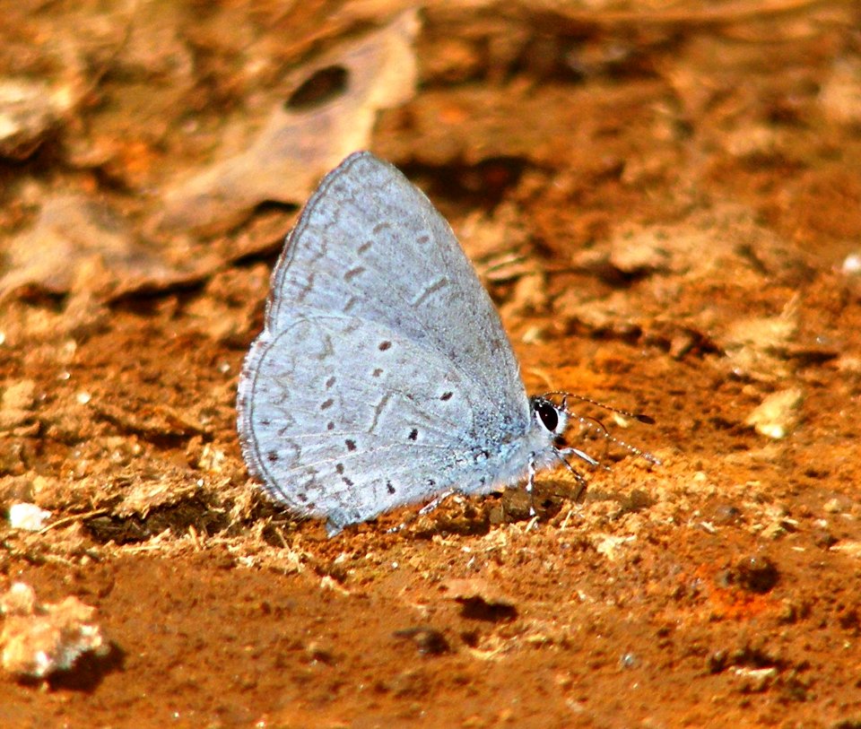 Plain Hedge Blue - Celestrina levendularis