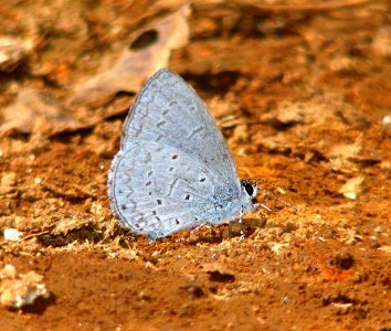 Plain Hedge Blue - Celestrina levendularis
