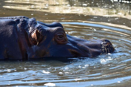 Hippopotamus wildlife africa photo