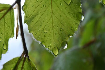 Nature green fresh