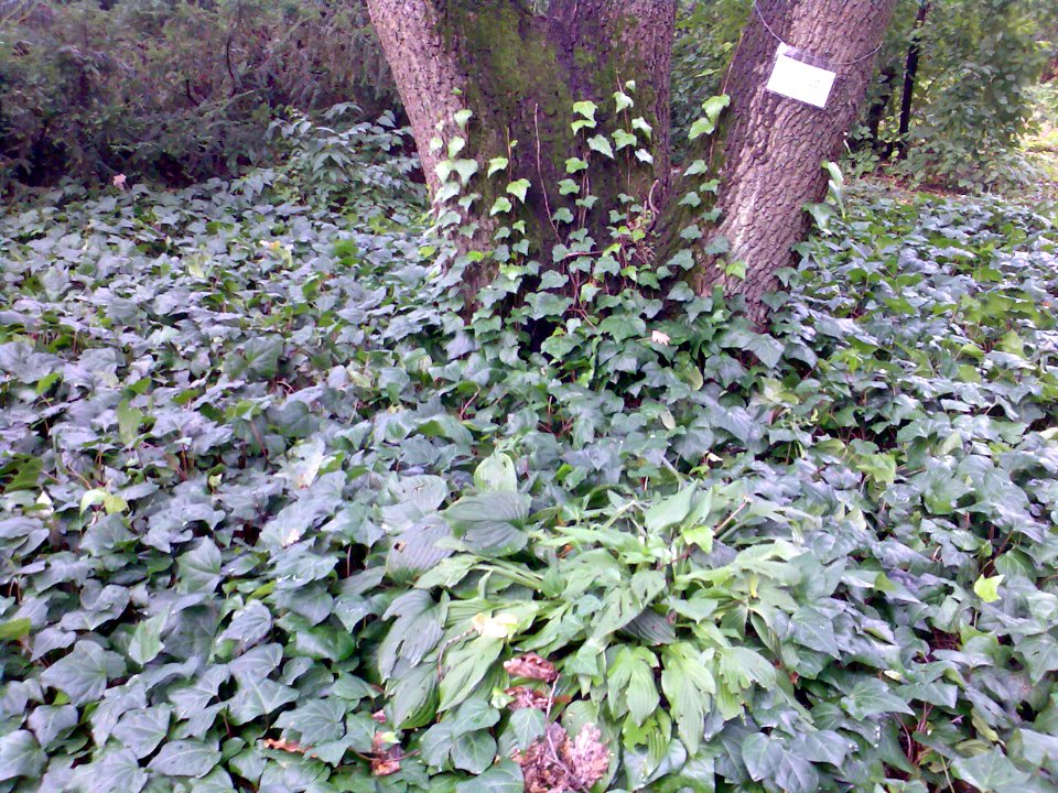 Hedera canariensis