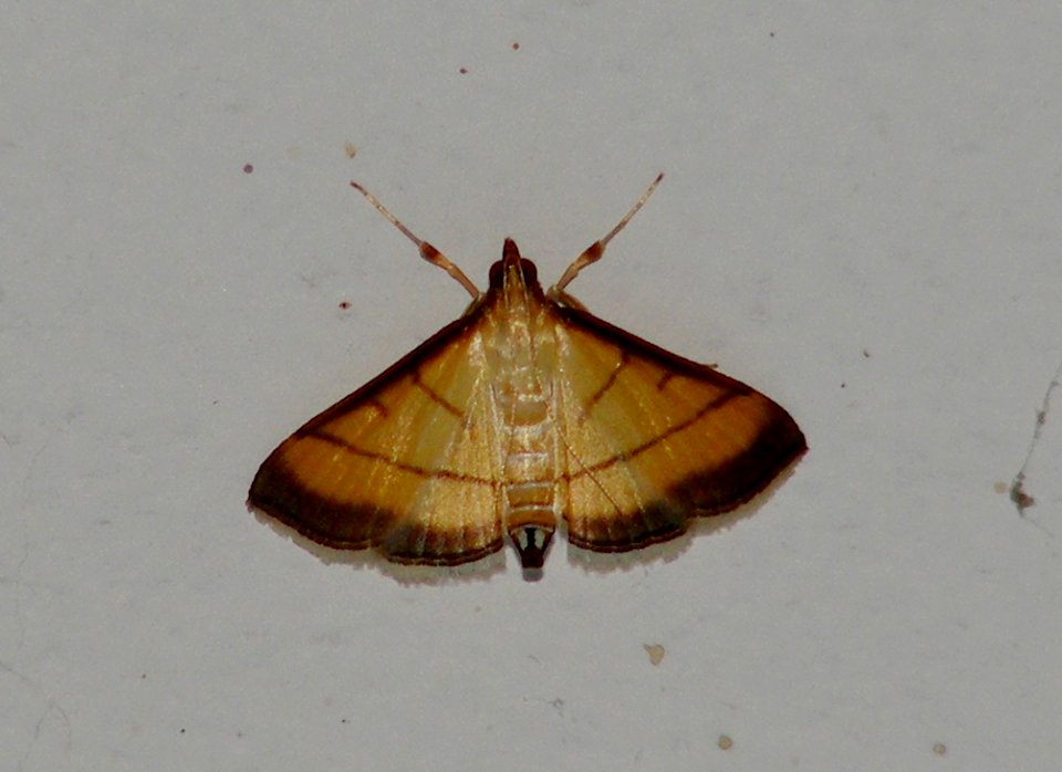 Rice Leafroller (Cnaphalocrocis medinalis) Crambidae