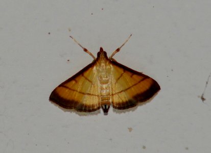 Rice Leafroller (Cnaphalocrocis medinalis) Crambidae