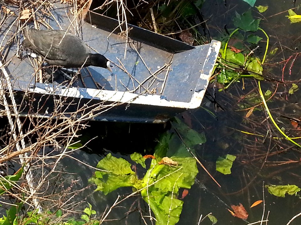 2017-06 Urban Nature: A coot nest in the canal-water of Amsterdam Spring - geotagged free urban picture, in public domain / Commons CC ; Dutch city photography by Fons Heijnsbroek, The Netherland