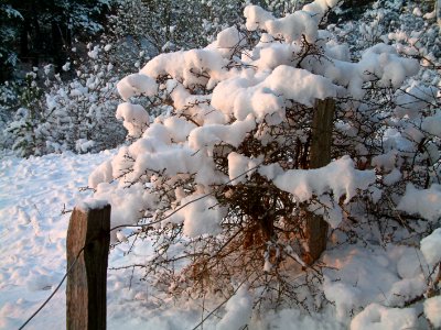2010.01 - 'Photo of Dutch winter nature', a Dutch snow still life, in the dunes with sunlight; Dutch photography of Fons Heijnsbroek, nature photos in public domain - landscape picture in The Netherlands photo