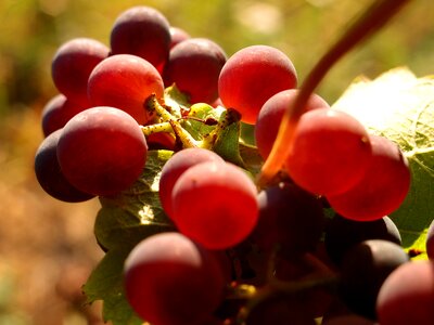 Vines wine winegrowing