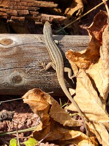 Lizard sargantana trunk