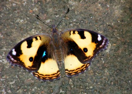 Yellow Pansy Junonia hierta photo