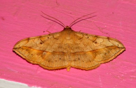 Moth Velvet Bean Moth Anticarsia irrorata (Fabricius, 1781)