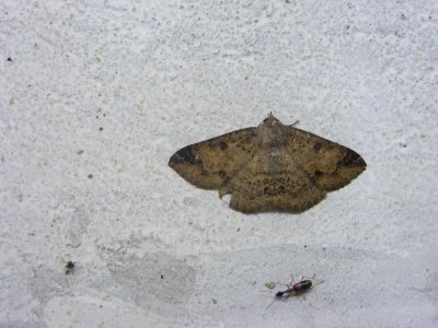Ericeia subcinerea,  Noctuidae/Erebidae, Catocalinae