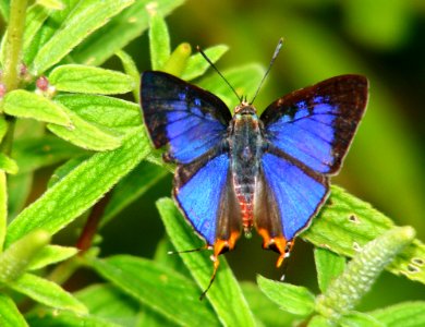 Long Banded Silverline male