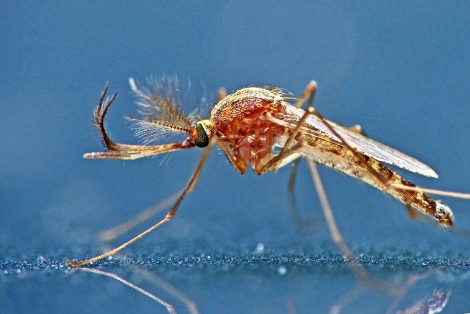 Stechmücke (m), Mosquito (m)