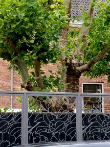 Plane trees & fence in the back-yard of the Hermitage museum in Amsterdam city