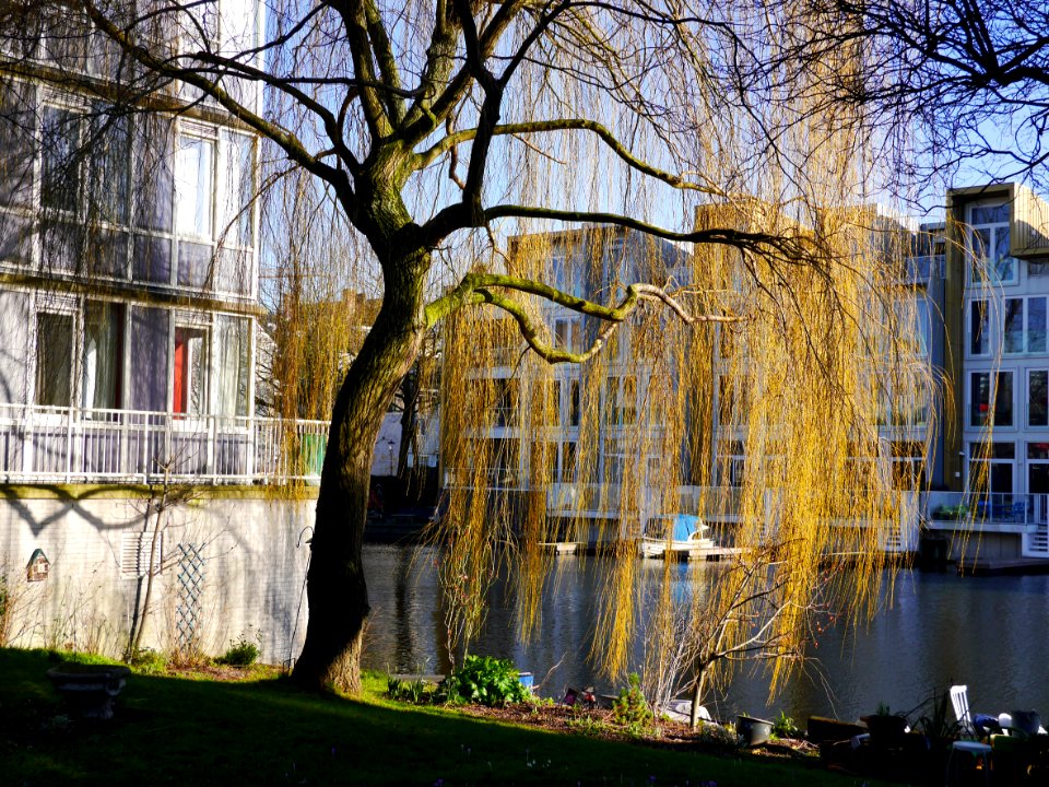 Willow tree in sunlight of early urban Spring - free photos Amsterdam, Fons Heijnsbroek