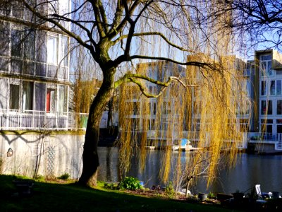 Willow tree in sunlight of early urban Spring - free photos Amsterdam, Fons Heijnsbroek