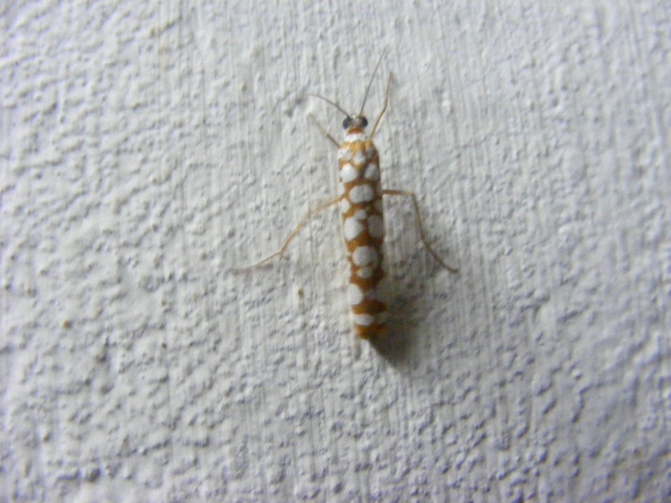 Atteva sp.,  Yponomeutidae