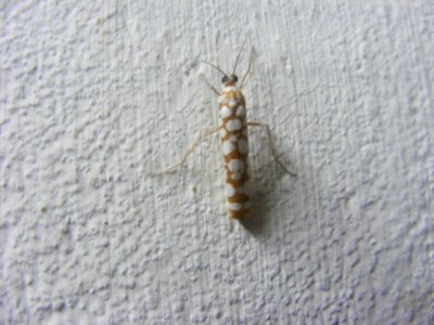 Atteva sp.,  Yponomeutidae