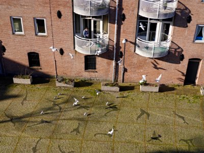 Seagulls in the city - free photo Amsterdam by Fons Heijnsbroek photo