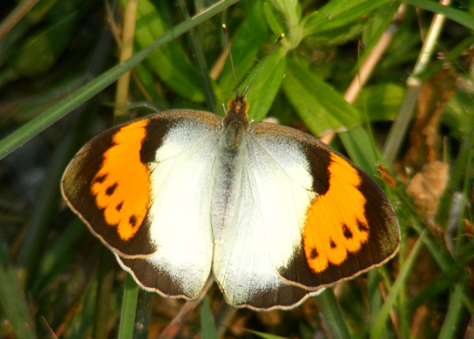 White Orange-tip Ixias marianne (female)