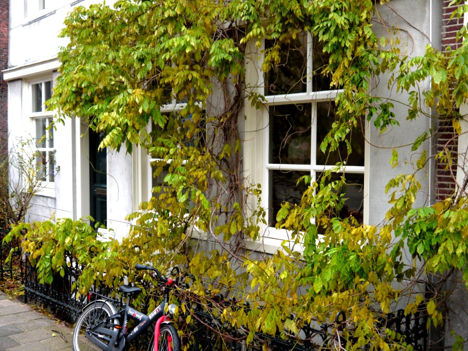 Vegetation on the facade around the windows - nature in the streets of city Amsterdam in the light of December; location here Hoogtekadijk; - urban photography by Fons Heijnsbroek, the Netherlands, 2013