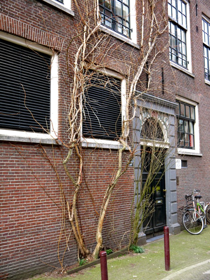 2016.03 - Amsterdam photo of climbing shrub on a house front in the city, Jordaan district; geo-tagged free urban picture, in public domain / Commons; Dutch photography, Fons Heijnsbroek, The Netherlands photo