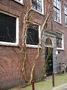 2016.03 - Amsterdam photo of climbing shrub on a house front in the city, Jordaan district; geo-tagged free urban picture, in public domain / Commons; Dutch photography, Fons Heijnsbroek, The Netherlands photo