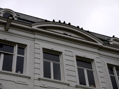 2014.01 - Amsterdam photo, A classical architecture facade with roof-decoration of a row of voluntary pigeons; a geotagged free urban picture, in public domain / Commons CCO; city photography by Fons Heijnsbroek, The Netherlands photo