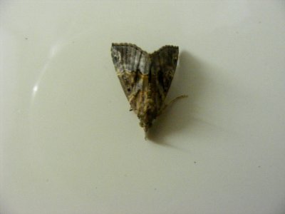 Hypena sp., Noctuidae, Hypeninae