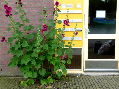 2009.07 - 'Urban nature: flowers', flourishing hollyhocks decorating the mailboxes, on the border of Nieuwe Vaart in the center of Amsterdam in Summer; Dutch photo - urban photography by Fons Heijnsbroek, The Netherlands - #Flickr12Days photo
