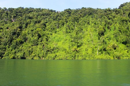 Green lush water photo