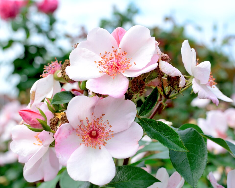 Rose flower blossom